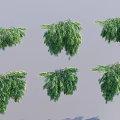 Six Green Trees With Various Forms Displayed Against Gray Background 3d model