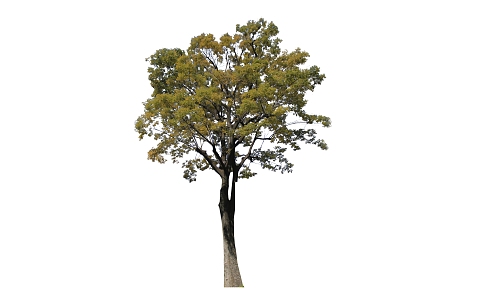 Modern Tree Landscape Plants 3d model