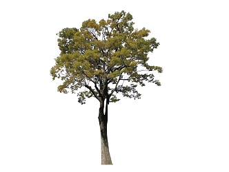 Modern Tree Landscape Plants 3d model