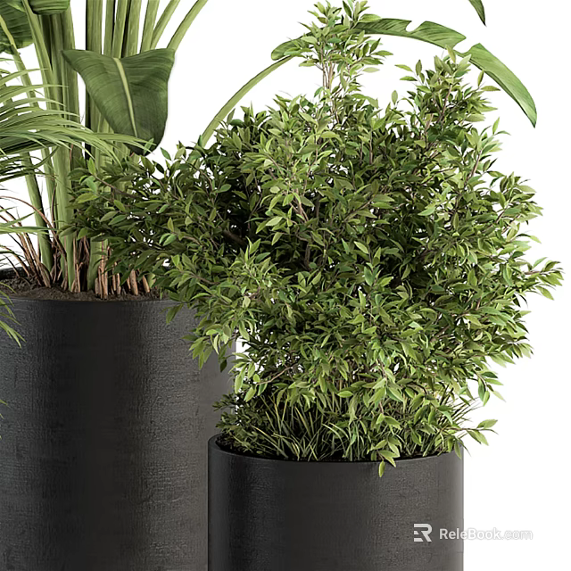 Lush Green Bonsai Potted Plant With Dense Foliage In Black Ceramic Pot 3d model 