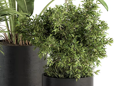 Lush Green Bonsai Potted Plant With Dense Foliage In Black Ceramic Pot 3d model