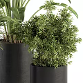 Lush Green Bonsai Potted Plant With Dense Foliage In Black Ceramic Pot