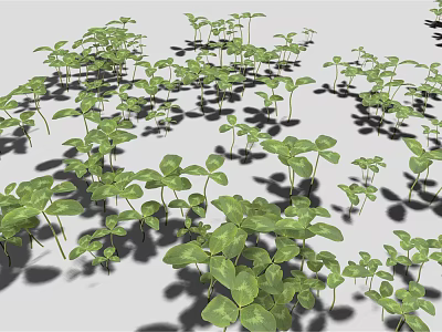 Green Clover Shaped Leaf Seedlings Densely Growing With Shadows On Gray Background 3d model