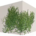 Lush Green Vines Covering Gray Wall With Dense Foliage And Natural Growth