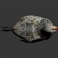White Gray Chicken With Red Comb Yellow Beak And Yellow Feet Standing On Black Surface