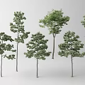 Various Arbor Trees with Different Canopy Shapes and Green Foliage 3d model