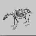 Detailed 3D Model of Bear Skeleton Anatomical Structure Isolated on White Background