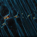 Medical Device Microscopic View With Red Tubular Structures And Yellow Connecting Points On Blue Background