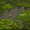 Lush Shrubbery Framing Pond With Lily Pads Pink White Lotus And Floating Lanterns