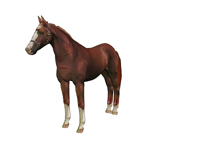 Beautiful Graceful Brown Horse Standing With White Legs And Leather Bridle 3d model