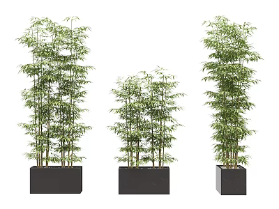 Potted Bamboo Plants In Black Square Planters With Various Heights And Lush Green Leaves 3d model