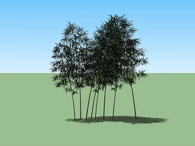 Dense Green Bamboo Grove Standing In Open Field Under Clear Blue Sky 3d model