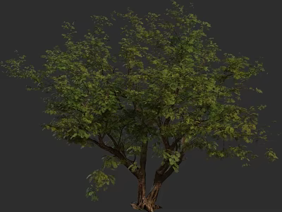 Tall Arbor with Lush Green Foliage and Spreading Branches in Natural Scene 3d model