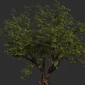 Tall Arbor with Lush Green Foliage and Spreading Branches in Natural Scene