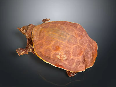 Detailed Brown Softshell Turtle With Unique Shell Texture Isolated On Dark Background 3d model