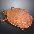 Detailed Brown Softshell Turtle With Unique Shell Texture Isolated On Dark Background 3d model