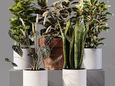 Potted Bonsai Plants Featuring Various Leafy Green Species And Different Style Pots For Home Decoration 3d model