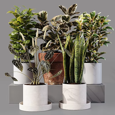 Potted Bonsai Plants Featuring Various Leafy Green Species And Different Style Pots For Home Decoration 3d model
