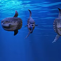 Three Mola Mola Fish Swimming Gracefully in Blue Ocean Water
