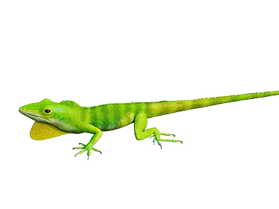 Vibrant Green Reptile Lizard With Yellow Dewlap Slender Body And Long Tail 3d model Vibrant Green Reptile Lizard With Yellow Dewlap Slender Body And Long Tail 3d model