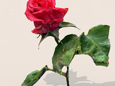 Gorgeous Red Rose With Lush Green Leaves And Vibrant Petals 3d model