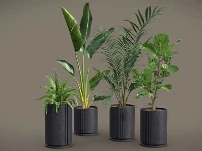 Various Types Of Green Potted Plants In Black Cylindrical Pots On Grey Background 3d model