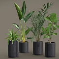 Various Types Of Green Potted Plants In Black Cylindrical Pots On Grey Background