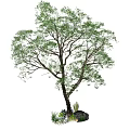 Tall Arbor with Lush Green Leaves and Strong Trunk Surrounded by Small Plants and Rocks