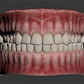 Human Oral Organ Anatomical Model Displaying Teeth Gums And Jaw Structure