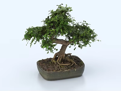 Bonsai Tree With Lush Green Foliage Unique Curved Trunk And Exposed Roots In Square Pot 3d model