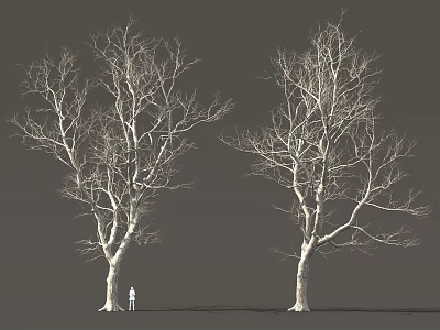 Leafless Trees with Thick Trunks Spreading Branches Against Gray Background and Small Person Below 3d model