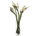 White Calla Lilies Arranged in Transparent Glass Vase with Green Stems