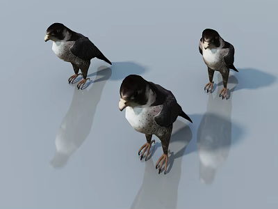 Three Falcons With Black And White Plumage Standing On Smooth Surface With Sharp Talons And Reflections 3d model