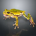 Vibrant Green Frog With Brown Markings And Long Legs On Reflective Dark Surface