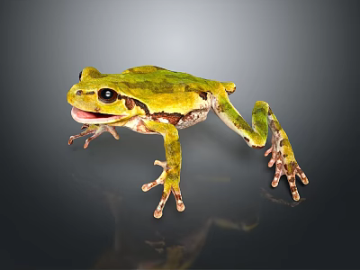 Vibrant Green Frog With Brown Markings And Long Legs On Reflective Dark Surface 3d model