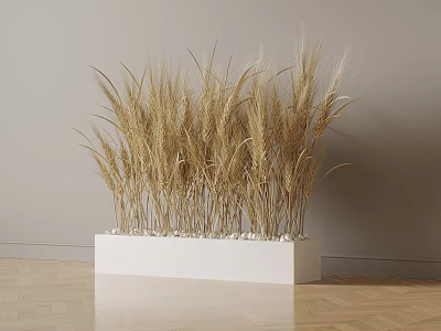 Golden Wheat Plants in White Rectangular Planter Against Gray Wall and Wooden Floor 3d model