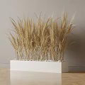 Golden Wheat Plants in White Rectangular Planter Against Gray Wall and Wooden Floor