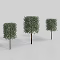 Three Trees Featuring Square Canopies and Slender Trunks on White Background 3d model
