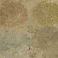 Different Colored Dried Plant Clumps Growing On Sandy Rocky Ground