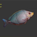 Colorful Turquoise Fish With Fine Patterns Blue Fins Tail Yellow Red Head Gray Background Reflection
