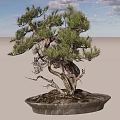 Artistic Bonsai Tree with Twisted Trunk and Lush Green Foliage in Traditional Pot