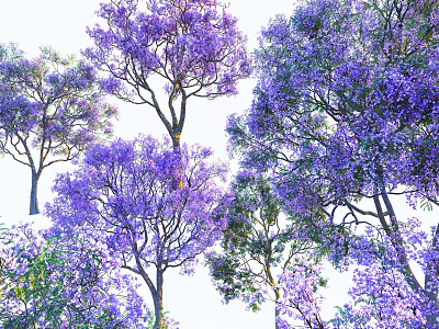 Vibrant Purple Flowering Trees With Lush Green Leaves And Full Blossoms 3d model