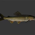 Realistic Aquatic Animal Fish Swimming with Open Mouth Dark Back and Light Belly Underwater