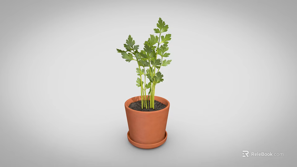 Natural Decorative Ornament Set with Terracotta Pot and Fresh Green Plant Leaves 3d model 