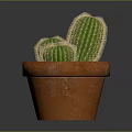 Three Green Cactus Plants In Orange Terracotta Pot On Dark Background