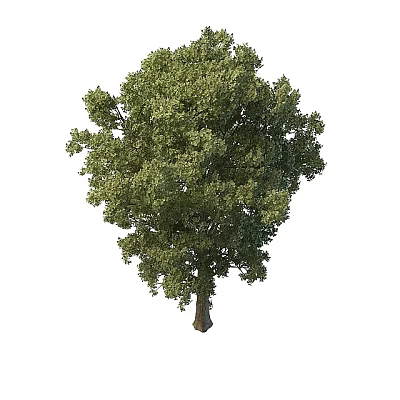 Lush Green Tree With Dense Foliage And Strong Trunk On White Background 3d model