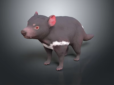 Realistic 3D Model of Tasmanian Devil Featuring Black Fur White Chest Patch and Pink Ears 3d model