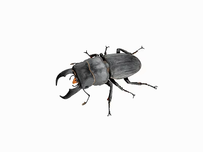 Detailed View Of Black Stag Beetle With Large Mandibles On White Background 3d model