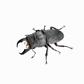 Detailed View Of Black Stag Beetle With Large Mandibles On White Background