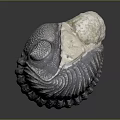 Gray Organ With Eyes And Hair Structure Featuring White Top And Textured Surface